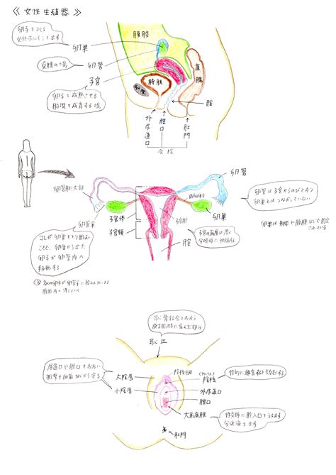 女性陰毛|女性器について、正しい知識を持ちましょう 